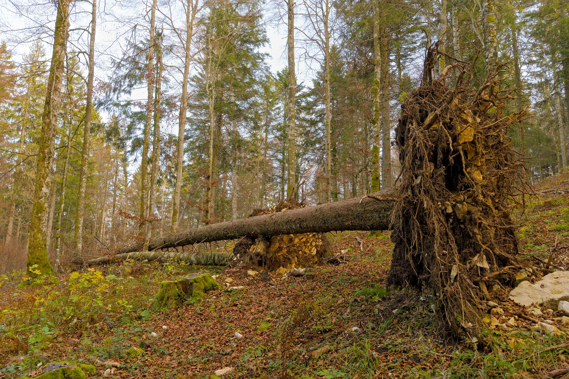 Enlèvement arbre urgence Charente